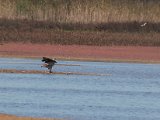 visarend met vangs174 : frieda